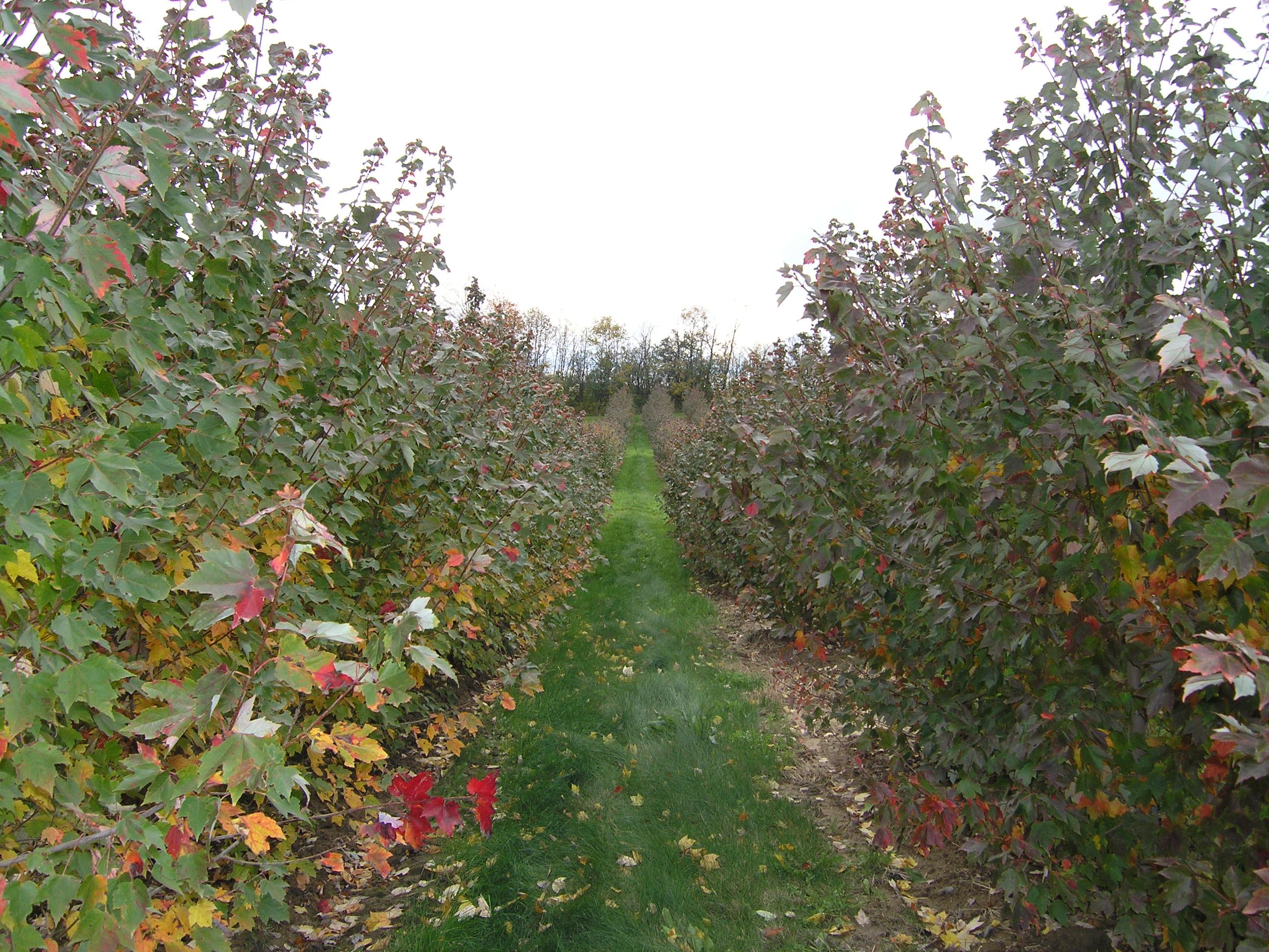 Acer rubrum ‘Franksred’ Multistem